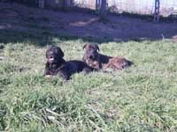 cane corso grey and cane corso brindle